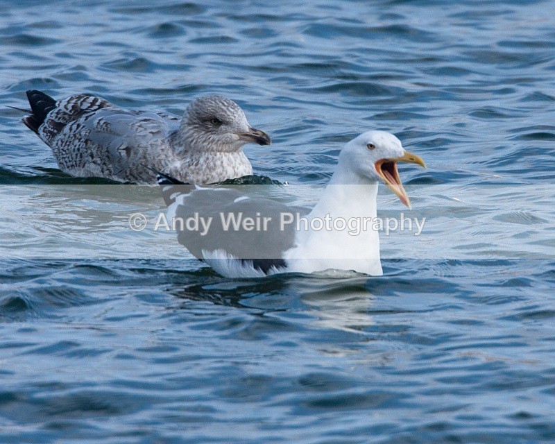 20110306-IMG_8146 - Lesser Black Backed Gull