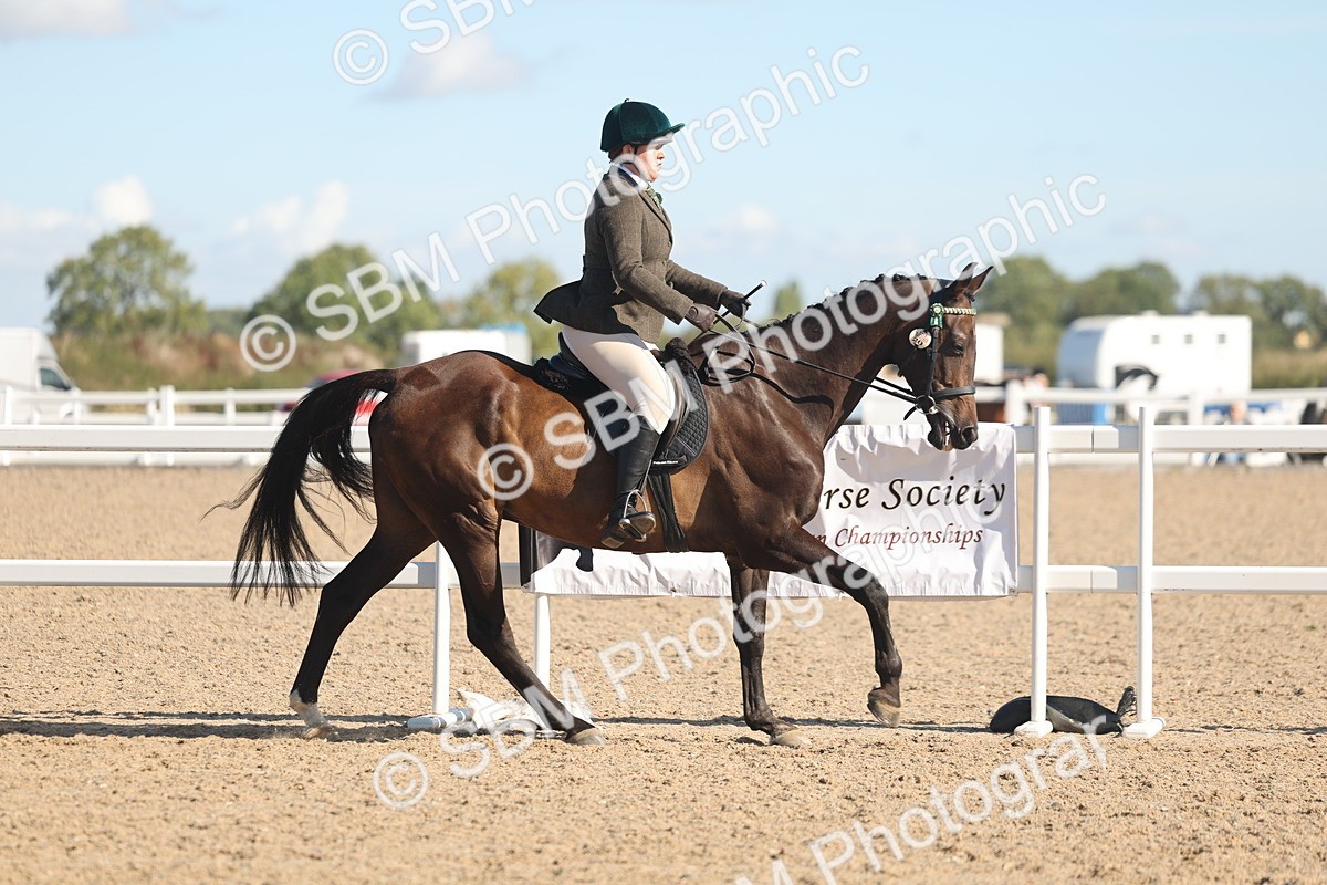 SBM_13034 - Class 305 - Ridden Foreign Breed Pure Bred