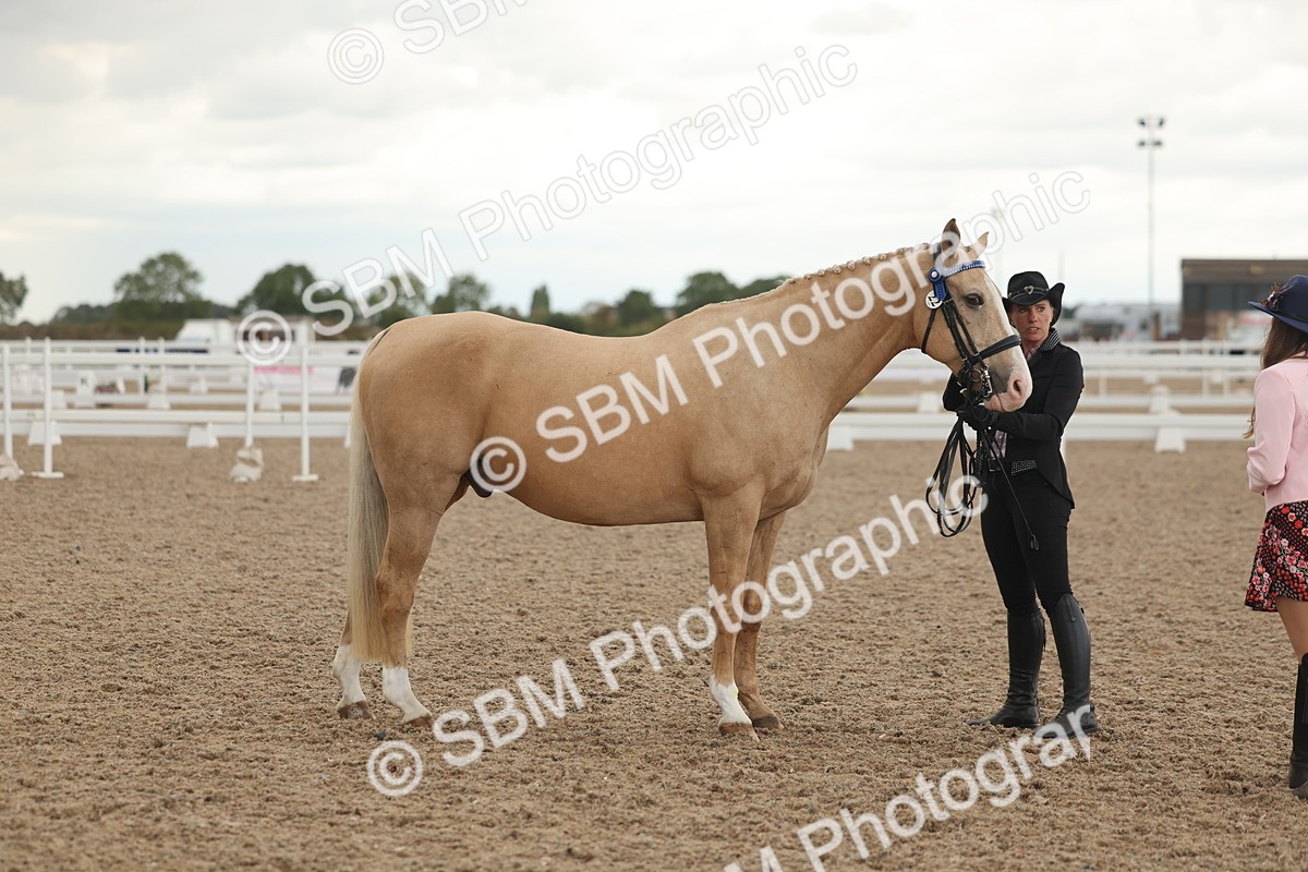 SBM_07663 - Class 26 - IH Foreign Breeds - Part Bred