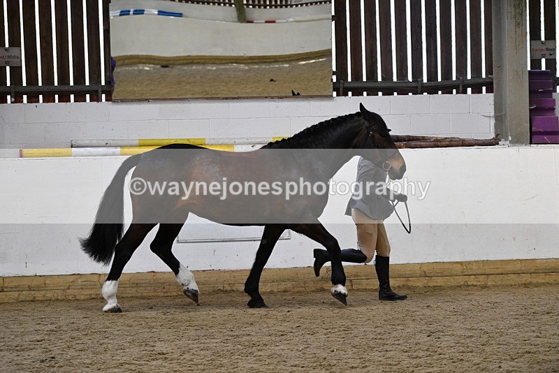 WJ5_5658 - Morning in hand Championship