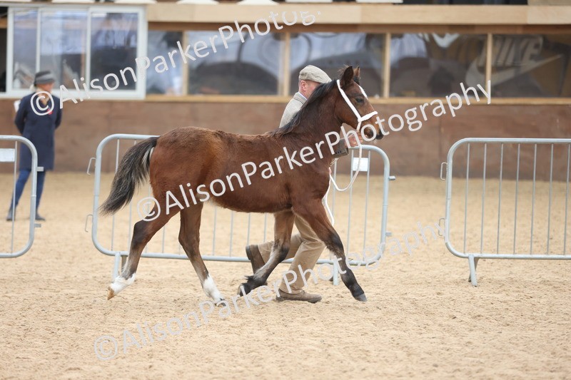 20251109-0773 - Class 24 - Foals