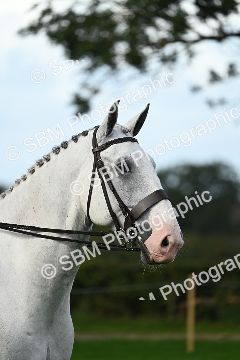 SBM_02048 - S2 - TSR Ridden Horse Showing