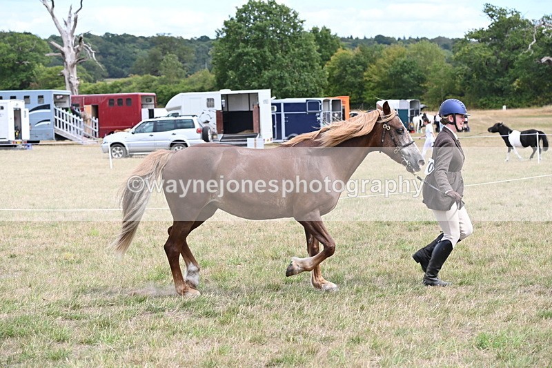 WJ6_5913 - Class 19 In-hand Veterans (Uploaded correct folder)