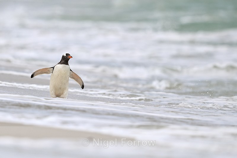 Gentoo Penguin wading in surf, Carcass Island, Falklands - Gentoo Penguin