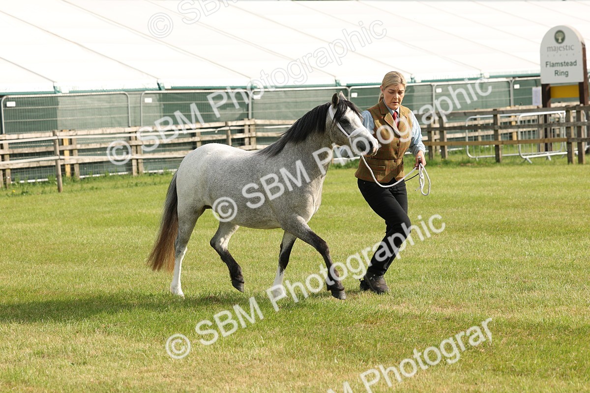 SBM_00426 - Class 6-13 - Mountatin and Moorland In Hand Welsh Breeds