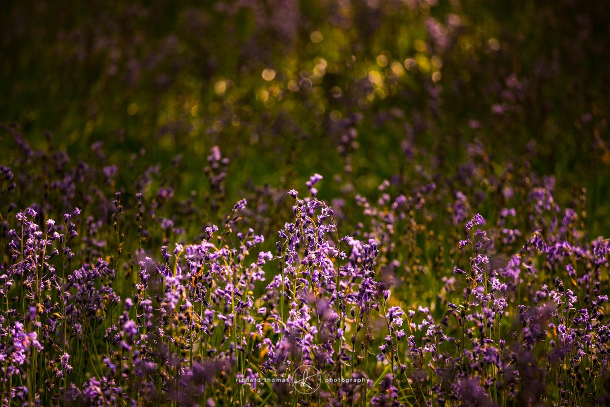 Bluebells in dappled sunlight