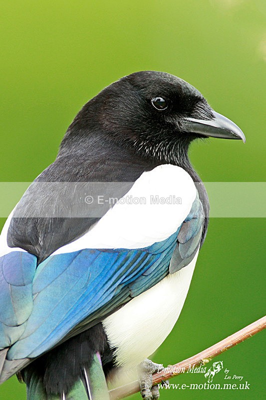 Magpie 300512 15 - Nature