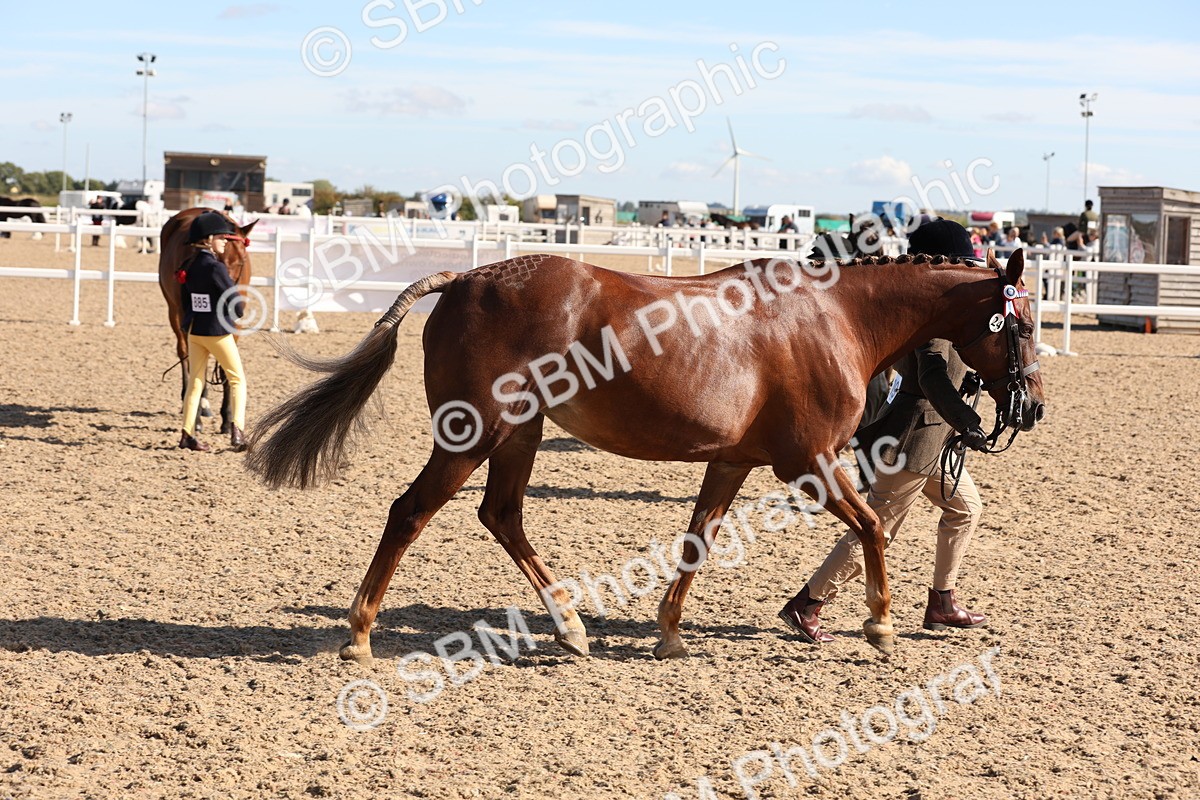 SBM_12830 - Class 205 - IH Show Pony - Show Hunter Pony