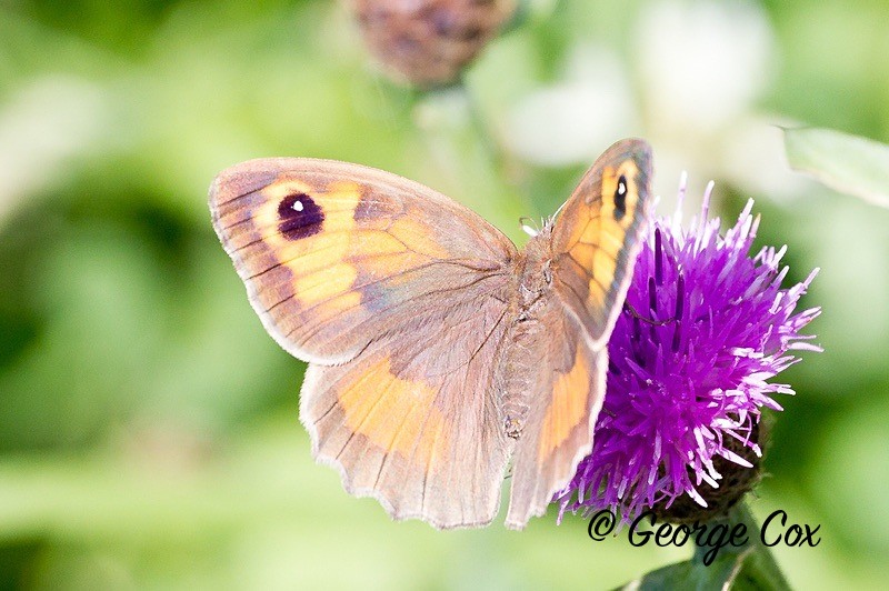 meadow brown pyrenees