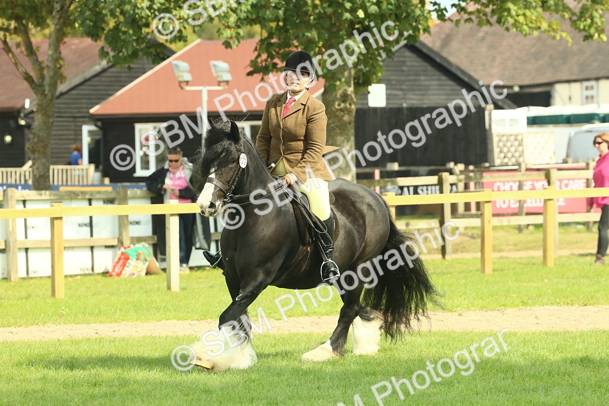 SBM_66623 - S34 - Rehabilitated Rescue Horse & Pony In Hand & Ridden