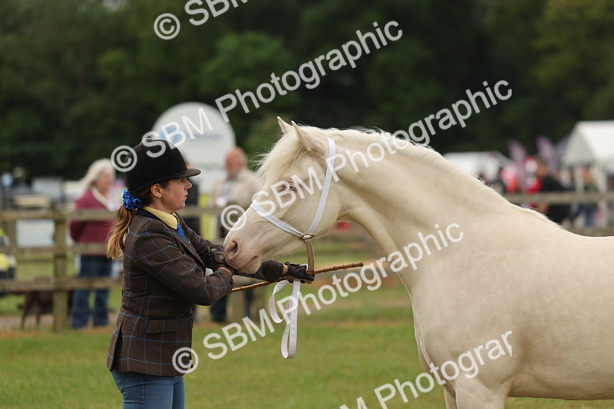 SBM_02393 - Class 50-57 - M&M Welsh Pony In Hand
