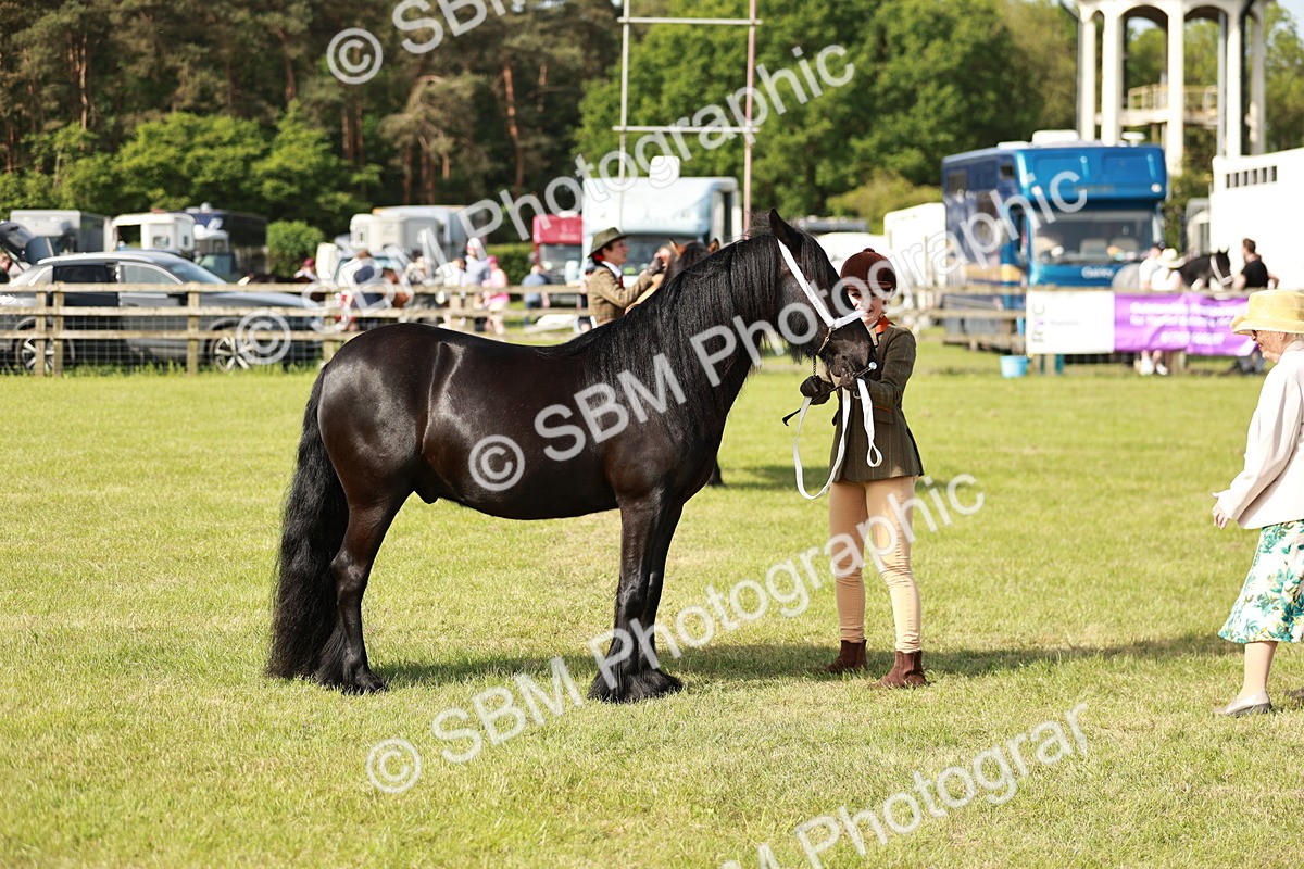 SBM_00843 - Class 14-23 - Mountain & Moorland In Hand Non Welsh