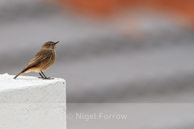 Familiar Chat perched on rooftop, Simon's Town, South Africa - Familiar Chat