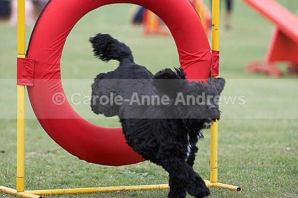  - Tendring Agility Group- St Osyth Summer Fete