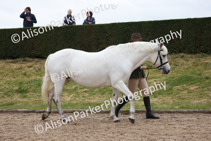 20250524-0284 - Class 4 - Mountain and Moorland Large Breeds