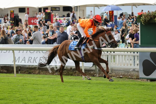 yr04092022p2-43 - 12.50pm. 148cm Open Pony Race