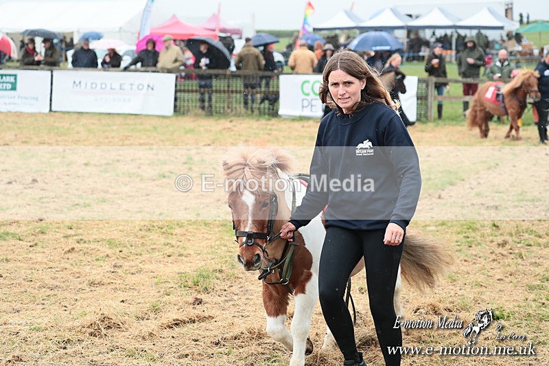 SHETPR 210425 9 - Shetland Ponies Paxford Races 21/04/25