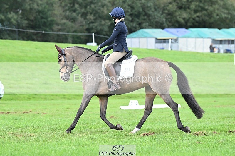 231020-161311-11632 - 558-BATHLEYHILLS.GOLDEN.SPRAY-Cleo.Whitbread-DR