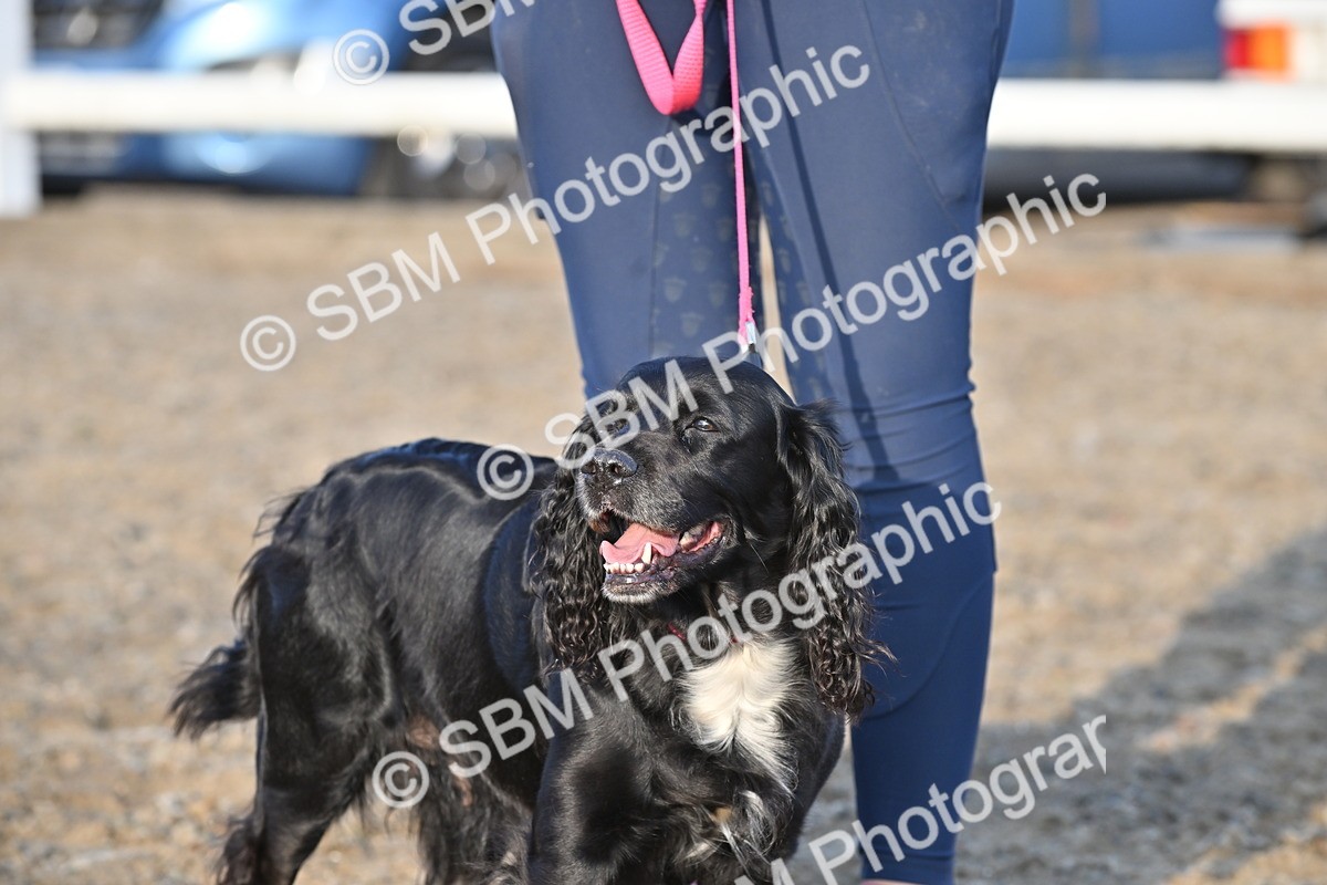 SBM_09491 - Lorry Dogs