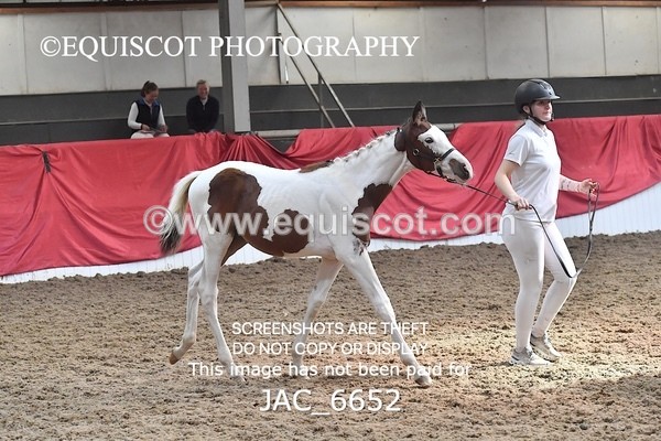 JAC_6652 - 15 Ziggy of Westoak