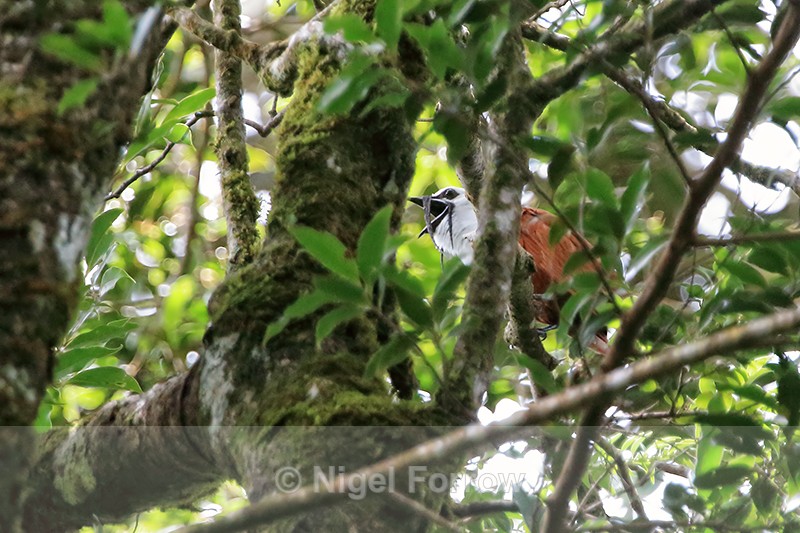 Three-wattled Bellbird (male) calling, Curi-Cancha, Costa Rica - Three-wattled Bellbird