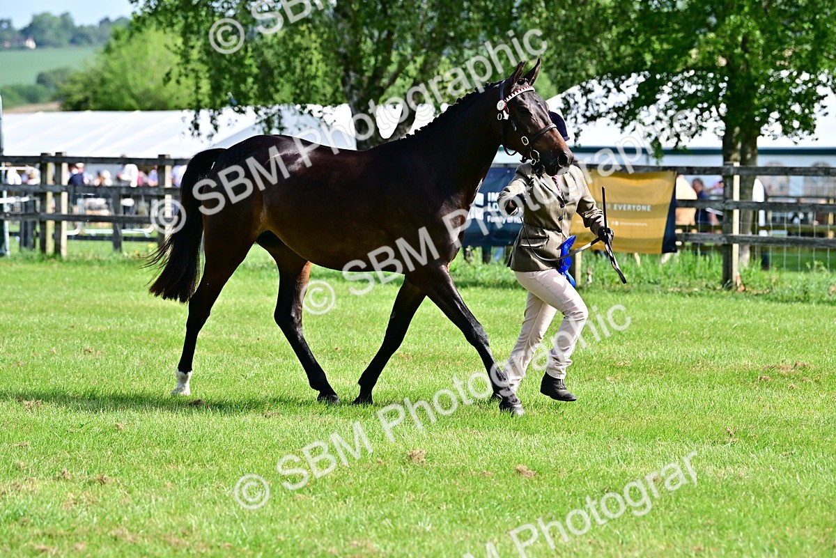 SBM_01096 - Class 46-49 - Arab and Part Bed-Anglo Arab In Hand