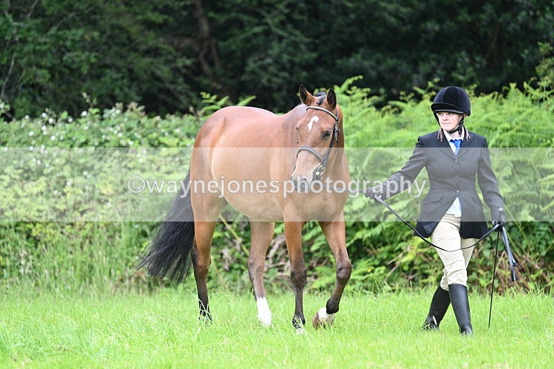 WJ7_3800 - Class 14A Handsome Gelding