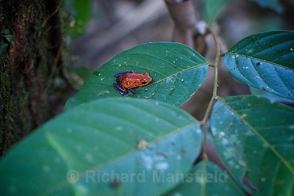  - Costa Rica