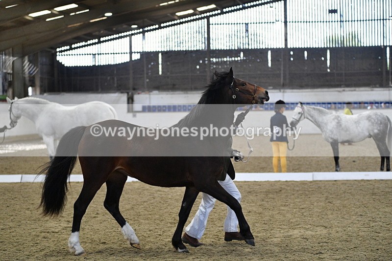 WJ5_4383 - Class 6 In hand M&M - Large Breeds