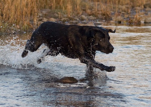 19 - Heney Gundogs