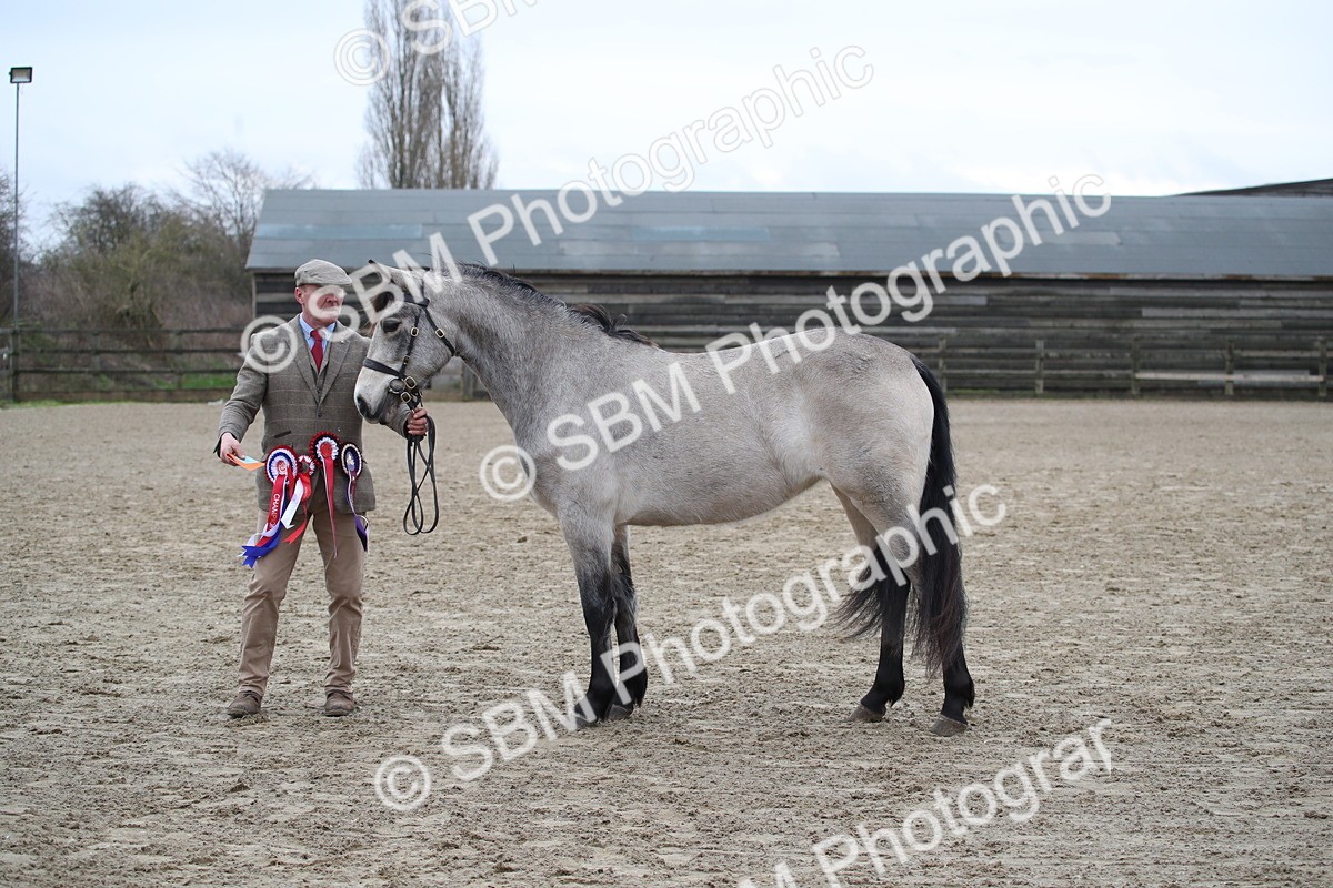 SBM_004120 - Class 1-4 - Young Stock classes Inc. In Hand Championship