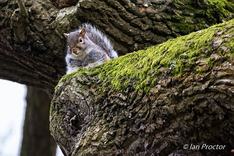 Grey Squirrel sitting pretty - Barnett Demesne, Belfast. - Nature