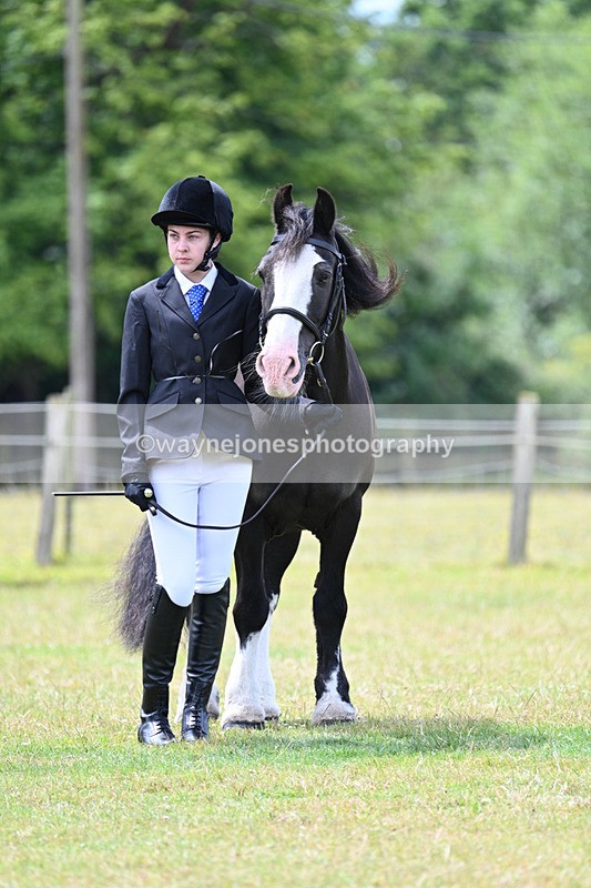 WJ7_6639 - Class 5 Handsome Gelding in hand