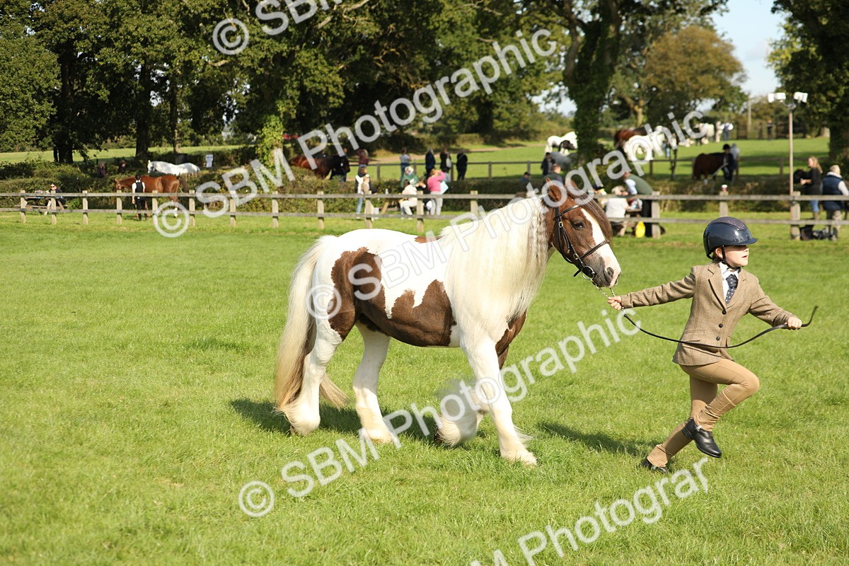 SBM_62341 - S45 - Mini Show Cob In Hand