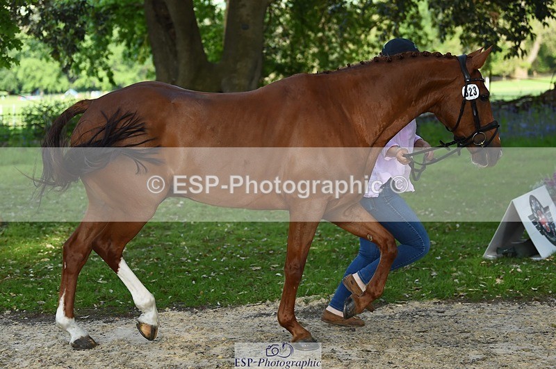 230525-173200-01509 - 323-CHESTNUT_BOBBY-Molly_Fletcher-WEDTrotUp+DR
