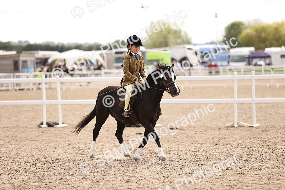 SBM_15965 - Class 416 - Prettiest Mare (IH or Ridden) Jnr