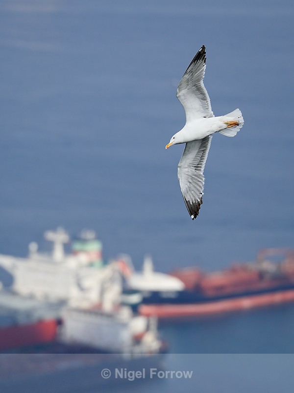 Yellow-legged Gull flying, Gibraltar - Yellow-legged Gull
