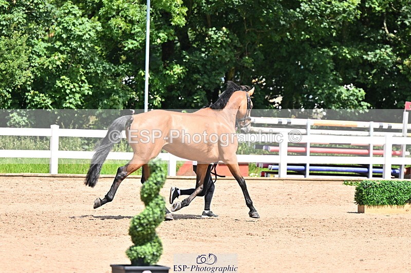 240718A-105257-01370 - Trot Up 12pm to 1pm