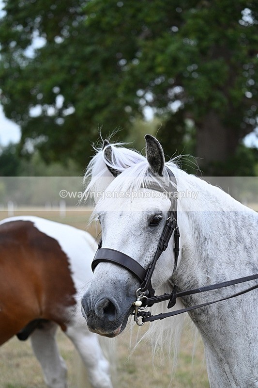 WJ7_5378 - Class 12 Ridden Cob