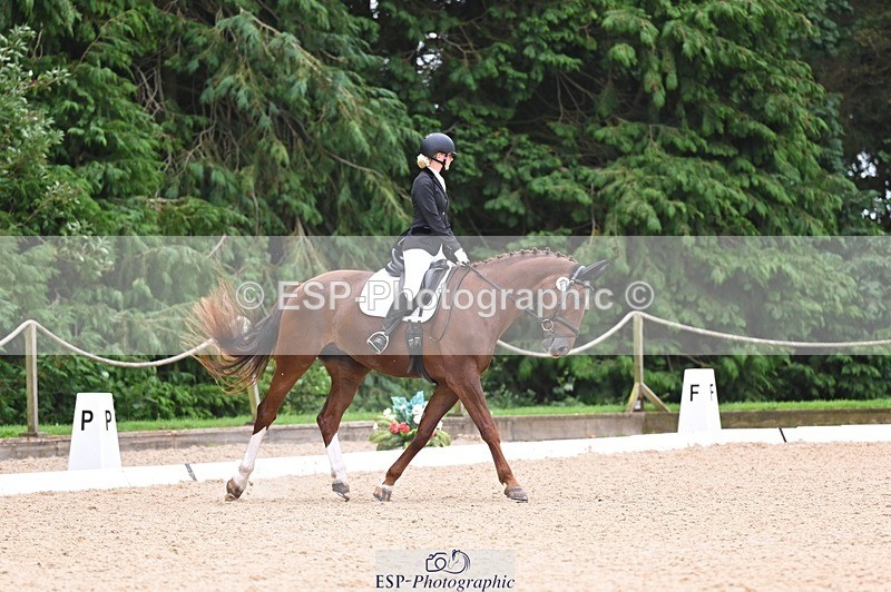 240809-121819-00732 - 185-Daisy.Hedges-Felicia.v