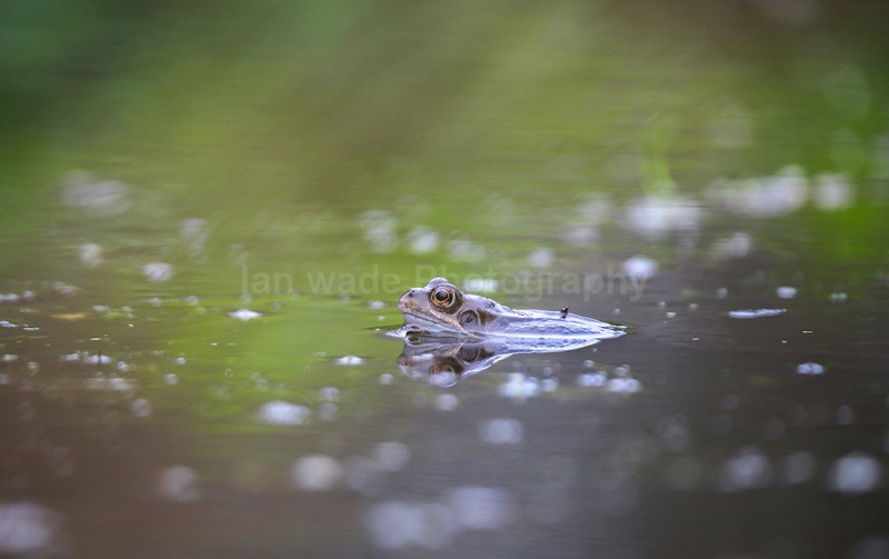 Common frog waiting on the surface of a Bristol pond. - Reptiles, amphibians & pond life, Great Britian