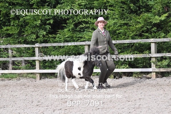 BPP_7091 - RING 1  (RIDDEN HORSES / IN HAND / VETERAN ETC)