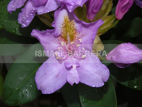 Rody - FLORAL