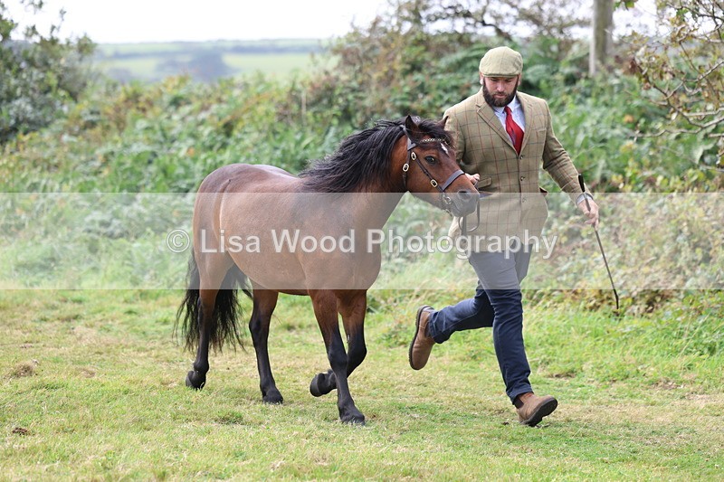 3E7A5670 - In Hand Championship