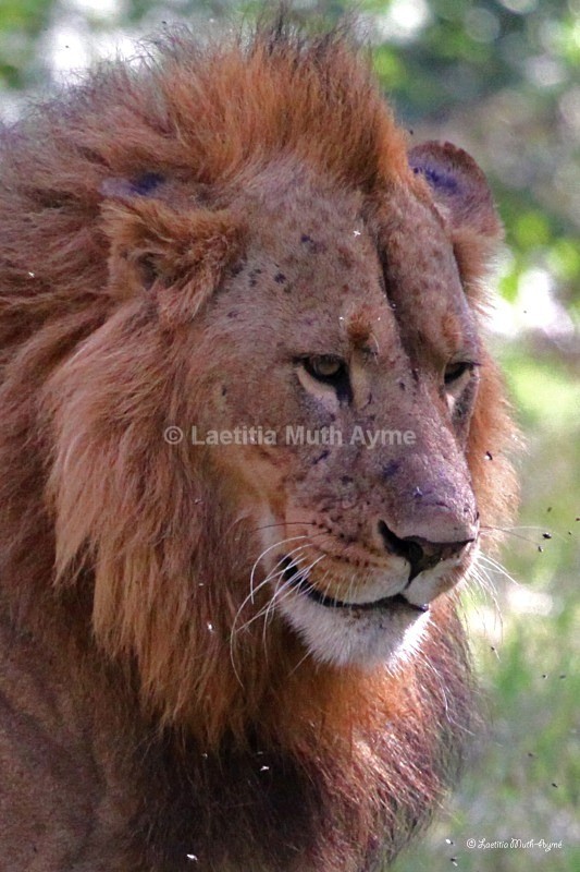 IMG_1030 Nakuru - Lions