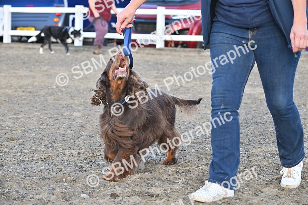 SBM_09471 - Lorry Dogs
