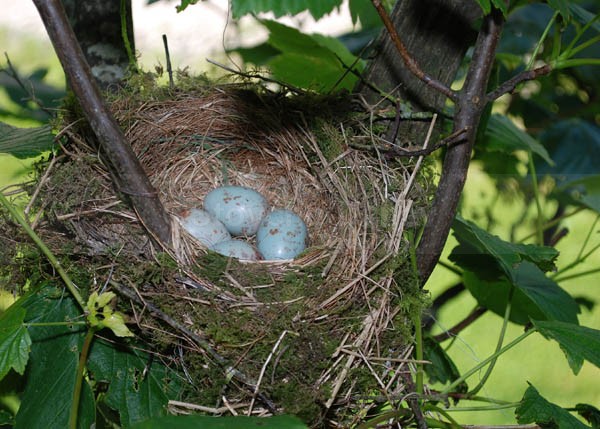 Mistle Thrush nest and eggs