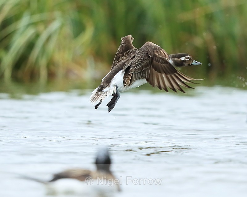 Long-tailed Duck (female) takes off, Iceland - Long-tailed Duck