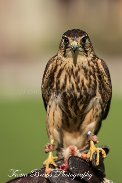muncaster-42 - Birds of Prey