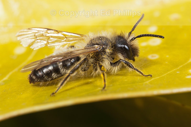 Small Andrena (m)